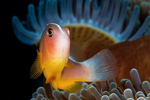 Amphiprion akallopisos